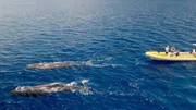 Während der Dreharbeiten zu „The Americas“ brachten Wissenschaftler im Karibischen Meer vor der Küste Dominicas im Atlantischen Ozean Saugsender an ausgewachsenen Pottwalen (Physeter macrocephalus) an. Während der Dreharbeiten zu „The Americas“ brachten Wissenschaftler im Karibischen Meer vor der Küste Dominicas im Atlantischen Ozean Saugsender an ausgewachsenen Pottwalen (Physeter macrocephalus) an.