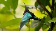 Purpurkehlkolibri (Eulampis jugularis), Dominica, Karibik. Purpurkehlkolibri (Eulampis jugularis), Dominica, Karibik.