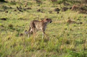 Auf die gr&uuml;nen Ebenen des Naboisho-Refugiums zieht es nach der Regenzeit viele Tiere zum Grasen. F&uuml;r den Gepard sind sie eine leichte Beute.