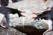 Mit merkw&uuml;rdigen Gesten und lautem Trompeten begr&uuml;&szlig;en sich die Partner der Snarespinguine. Die V&ouml;gel sind sehr territorial und reagieren aggressiv, sobald ein fremder ihrem Brutplatz zu nahe kommt