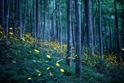 Glühwürmchen in den Wäldern der Appalachen. Glühwürmchen in den Wäldern der Appalachen.
