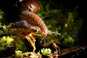Die faustgro&szlig;e Powelliphanta Schnecke ist ein Fleischfresser. Sie sp&uuml;rt Regenw&uuml;rmer am Geruch auf, &uuml;berw&auml;ltigt sie blitzschnell und saugt sie wie Spaghetti ein.