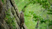 Ein Waschbär klettert mühelos eine 9 Meter hohe Mauer an einem Park in New York hinauf. Ein Waschbär klettert mühelos eine 9 Meter hohe Mauer an einem Park in New York hinauf.