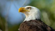Weißkopfseeadler am James River, Chesapeake Bay, Virginia. Weißkopfseeadler am James River, Chesapeake Bay, Virginia.