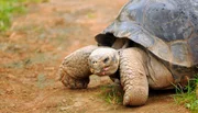 Galapagos-Schildkröte Tom ist ein stürmischer Liebhaber. Von Tomasa, dem Schildkröten-Weibchen, kann er gar nicht genug bekommen. Galapagos-Schildkröte Tom ist ein stürmischer Liebhaber. Von Tomasa, dem Schildkröten-Weibchen, kann er gar nicht genug bekommen.