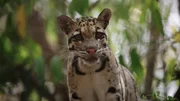 Der Nebelparder, eine scheue und nachtaktive Gro&szlig;katze, bewohnt die dichten Regenw&auml;lder des Kardamomgebirges in Kambodscha.