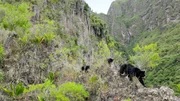 Ein Brillenbär (Tremarctos ornatus) mit ihrem Jungen auf einem gefährlichen Abstieg um Nahrung zu finden. Mirador del Oso, Pimampiro, Imbabura, Ecuador. Ein Brillenbär (Tremarctos ornatus) mit ihrem Jungen auf einem gefährlichen Abstieg um Nahrung zu finden. Mirador del Oso, Pimampiro, Imbabura, Ecuador.