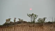Apcalypse Cow - Waldbrände und Abholzung haben den Himmel über dem Rio Tapajós verdunkelt. Schuld ist oft die extensive Viehzucht. Apcalypse Cow - Waldbrände und Abholzung haben den Himmel über dem Rio Tapajós verdunkelt. Schuld ist oft die extensive Viehzucht.