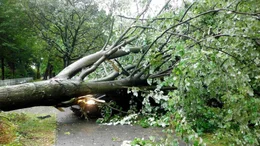 Bei Sturm und Regen krachte ein dicker Baum auf ihr Auto. Gl&uuml;ck im Ungl&uuml;ck: mit nur leichten Blessuren konnten sie sich nach einer Weile aus dem Auto selbst befreien.