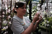 Nay Sikhoeun arbeitet f&uuml;r die staatliche Forstbeh&ouml;rde &ndash; in ihrem Gew&auml;chshaus in Phnom Penh sammelt sie Kambodschas wilde Orchideen.