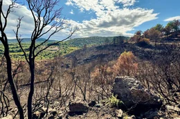Tausende Arten fielen dem Brand 2025 in der Region Corbi&egrave;res im S&uuml;den Frankreich im August 2025 zum Opfer.