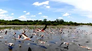 Chileflamingos rasten in großer Zahl an einer der Salzlagunen im paraguayischen Chaco – ein wichtiger Zwischenstopp für Zugvögel. Chileflamingos rasten in großer Zahl an einer der Salzlagunen im paraguayischen Chaco – ein wichtiger Zwischenstopp für Zugvögel.