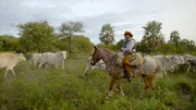 Ein Gaucho im Chaco – unterwegs auf seinem täglichen Kontrollritt durch das Weideland. Ein Gaucho im Chaco – unterwegs auf seinem täglichen Kontrollritt durch das Weideland.
