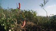 Rund 30.000 Orchideenarten sind weltweit bekannt. Rund 500 wilde Orchideenarten wachsen in Kambodscha, vielen davon rund um das Kardamomgebirge.