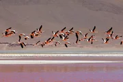 Die James-Flamingos (Phoenicoparrus jamesi) auf dem Weg zu ihrem Sommertreffen in den Salzseen der Anden. Parque Nacional Los Flamingos, Laguna Colorada, Bolivien. Die James-Flamingos (Phoenicoparrus jamesi) auf dem Weg zu ihrem Sommertreffen in den Salzseen der Anden. Parque Nacional Los Flamingos, Laguna Colorada, Bolivien.