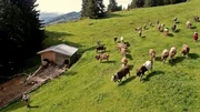 Heute begleitet "Die Sendung mit dem Elefanten" die Kuh Lena beim Abtrieb von der Alpe ins Tal. Heute begleitet "Die Sendung mit dem Elefanten" die Kuh Lena beim Abtrieb von der Alpe ins Tal.