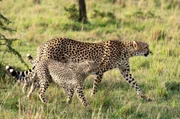 Die Gepardin Kuleta streift mit ihren acht Monate alten Jungen aufmerksam durch die Landschaft. Die Gepardin Kuleta streift mit ihren acht Monate alten Jungen aufmerksam durch die Landschaft.