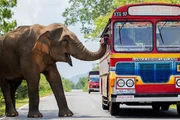 Auf Sri Lanka nutzen wilde Elefanten ihre massigen Körper, um Straßensperren für Fahrzeuge zu errichten und von den Insassen Maut zu verlangen – in Form von Obst, Gemüse oder Brot. Auf Sri Lanka nutzen wilde Elefanten ihre massigen Körper, um Straßensperren für Fahrzeuge zu errichten und von den Insassen Maut zu verlangen – in Form von Obst, Gemüse oder Brot.