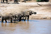 Drei Monate zuvor hatten die Matriarchin Anastasia und ihre Herde das ausgetrocknete Flussbett hinter sich gelassen. Nun kehren sie zurück, da der Fluss dank sintflutartiger Regenfälle vorübergehend wieder Wasser führt. Drei Monate zuvor hatten die Matriarchin Anastasia und ihre Herde das ausgetrocknete Flussbett hinter sich gelassen. Nun kehren sie zurück, da der Fluss dank sintflutartiger Regenfälle vorübergehend wieder Wasser führt.