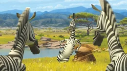 Hey, ihr seht ja aus wie ich! Marty (M.) trifft in Afrika erstmals auf gleichgesinnte Zebras ...