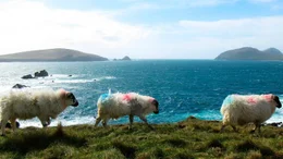 &bdquo;Sturm ist, wenn das Schaf keine Locken hat&ldquo;. Diese Exemplare an der K&uuml;ste Dingles sind starke Winde gew&ouml;hnt. Angeblich leben in Irland etwa 8 Millionen Schafe und &bdquo;nur&ldquo; 5 Millionen Menschen.