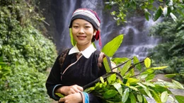Phan Thi Lien sammelt Pflanzen, die in der traditionellen Medizin ihres Volkes, der ethnischen Minderheit der Dao, eine wichtige Rolle spielen.