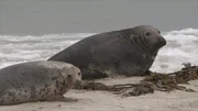 Kegelrobben auf einer Sandbank vor Sylt.