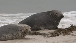 Kegelrobben auf einer Sandbank vor Sylt.