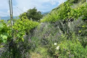 Biorebberg oberhalb Salgesch.