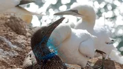 Viele Basst&ouml;lpel verstricken sich in Plastikschn&uuml;ren.