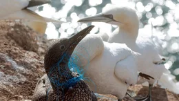 Viele Basst&ouml;lpel verstricken sich in Plastikschn&uuml;ren.