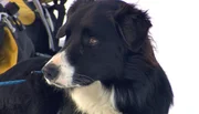Für die beiden einjährigen Lawinenhunde, Bordercollie Cami und Labrador Spike, geht es weiter mit der Ausbildung in den Schweizer Alpen. Neben Ausgrabungsarbeiten in meterhohen Schneemassen stehen Skilift fahren und Abfahrt auf dem Programm. Für die beiden einjährigen Lawinenhunde, Bordercollie Cami und Labrador Spike, geht es weiter mit der Ausbildung in den Schweizer Alpen. Neben Ausgrabungsarbeiten in meterhohen Schneemassen stehen Skilift fahren und Abfahrt auf dem Programm.