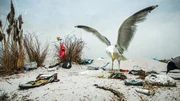 &Uuml;berall am Strand liegt Plastikm&uuml;ll rum, eine Katastrophe f&uuml;r die Tiere und verstricken sich oft t&ouml;dlich da drin.