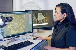 Forscherin Linda Amaral-Zettler untersucht Wimpertierchen im NIOZ-Labor auf der Nordseeinsel Texel.
