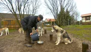 Die Husky-Welpen aus Brandenburg sind mittlerweile 14 Wochen alt. Von den acht Hunden sind noch vier zusammen: Bente, Liska, Jari und Tapio. Das junge Husky-Quartett will der Hundeführer nun zu Schlittenhunden ausbilden. Die Husky-Welpen aus Brandenburg sind mittlerweile 14 Wochen alt. Von den acht Hunden sind noch vier zusammen: Bente, Liska, Jari und Tapio. Das junge Husky-Quartett will der Hundeführer nun zu Schlittenhunden ausbilden.