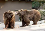 NORDDEUTSCHER RUNDFUNK - WOLF, B?R & CO - Wolf, BSr & Co. startet am 10. April mit 30 Folgen im Ersten. Schauplatz der 30 Folgen "Wolf, BSr & Co" ist der Wildpark LYneburger Heide, Deutschlands grs§ter Wildpark mit 140 verschiedenen Arten und Yber 1000 Tieren. Der Park besitzt unter anderem seltene Schneeleoparden und mehrere Wolfsrudel, darunter schneewei§e Polarwslfe. BSrenkuss. NORDDEUTSCHER RUNDFUNK - WOLF, B?R & CO - Wolf, BSr & Co. startet am 10. April mit 30 Folgen im Ersten. Schauplatz der 30 Folgen "Wolf, BSr & Co" ist der Wildpark LYneburger Heide, Deutschlands grs§ter Wildpark mit 140 verschiedenen Arten und Yber 1000 Tieren. Der Park besitzt unter anderem seltene Schneeleoparden und mehrere Wolfsrudel, darunter schneewei§e Polarwslfe. BSrenkuss.