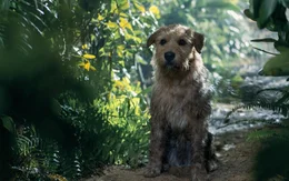 Der Streuner, der sp&auml;ter den Namen Arthur bekommt (Ukai), l&auml;sst sich nicht so schnell absch&uuml;tteln und folgt dem Team durch den Regenwald.