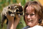 Wolfsmutter Tanja Askani mit Waschbärwaisen. Wolfsmutter Tanja Askani mit Waschbärwaisen.