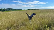 Ein beringter Kranich l&auml;uft &uuml;ber ein Feld im Land der tausend Seen.