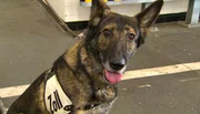 Außeneinsatz für Artenschutzspürhund Uno und Zollamtsinspektor Guido Nickl. Der Ausbilder hat in einem ausrangierten Fahrzeug eine Kaviardose deponiert, die der Rüde finden soll. Außeneinsatz für Artenschutzspürhund Uno und Zollamtsinspektor Guido Nickl. Der Ausbilder hat in einem ausrangierten Fahrzeug eine Kaviardose deponiert, die der Rüde finden soll.