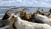 Ziegen ahoi! Die Herde wird per Fähre zu einer unbewohnten Insel im Naturschutzgebiet Dummersdorfer Ufer gebracht und soll dort „mähen“ – damit seltene Pflanzenarten besser wachsen können. Ziegen ahoi! Die Herde wird per Fähre zu einer unbewohnten Insel im Naturschutzgebiet Dummersdorfer Ufer gebracht und soll dort „mähen“ – damit seltene Pflanzenarten besser wachsen können.
