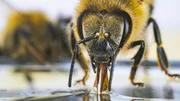 Honigbiene schlürft Zuckerwasser. Honigbiene schlürft Zuckerwasser.