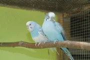 Wellensittiche in der Farbe Blau sind Züchtungen des Menschen. Grün ist die Farbe, in der die Tiere in der Natur vorkommen. Wellensittiche in der Farbe Blau sind Züchtungen des Menschen. Grün ist die Farbe, in der die Tiere in der Natur vorkommen.