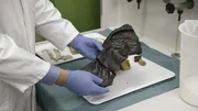 Experiment im Labor: Evolutionsmediziner Prof. Dr. Frank Rühli mit einbalsamierter Schweineleber. Experiment im Labor: Evolutionsmediziner Prof. Dr. Frank Rühli mit einbalsamierter Schweineleber.