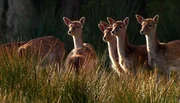 In den W&auml;ldern entlang der Schlei lebt besonders viel Damwild.