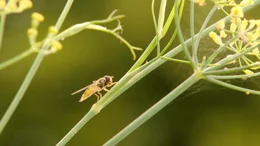 Insekten erw&uuml;nscht! Es soll Brummen und Summen im Naturgarten.