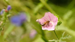 Insekten erw&uuml;nscht! Es soll Brummen und Summen im Naturgarten.