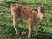Ein K&auml;lbchen auf dem Schaubauernhof der Stuttgarter Wilhelma. Was der Alltag dort mit einem echten Bauernhof gemein hat.