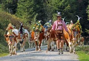Landwirt Alex Moser beim Almabtrieb von der Kolbentalalm nach Inneralpbach