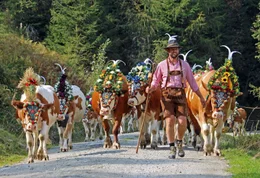 Landwirt Alex Moser beim Almabtrieb von der Kolbentalalm nach Inneralpbach